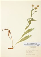 藏品(紫菀屬)的圖片